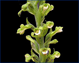 Foto / Photo: L. Menini Neto