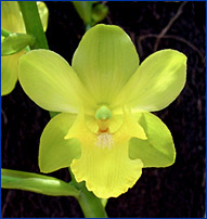 Foto / Photo: L. Menini Neto