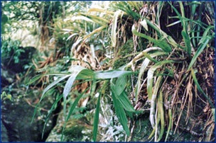 Foto / Photo: R. C. Forzza