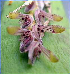 Foto / Photo: L. Menini Neto