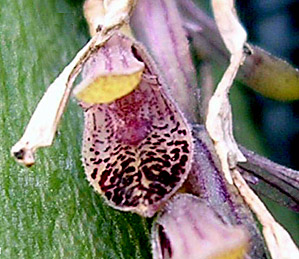 Foto / Photo: L. Menini Neto