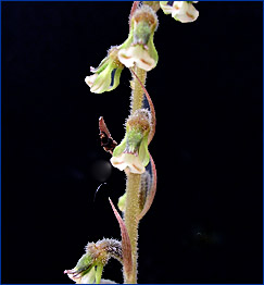 Foto / Photo: L. Menini Neto