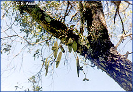 Foto / Photo: L. C. S. Assis