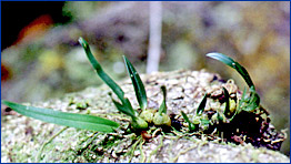 Foto / Photo: L. C. S. Assis