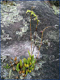 Foto / Photo: Luiz Menini Neto