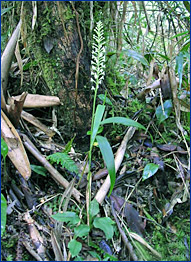 Foto / Photo: L. Menini Neto