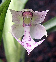 Foto / Photo: L. Menini Neto