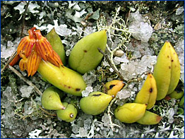 Foto / Photo: L. Menini Neto