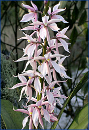 Foto / Photo: L. Menini Neto