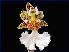 Foto / Photo: L. Menini Neto