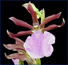 Foto / Photo: L. Menini Neto