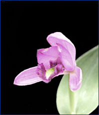 Foto / Photo: L. Menini Neto