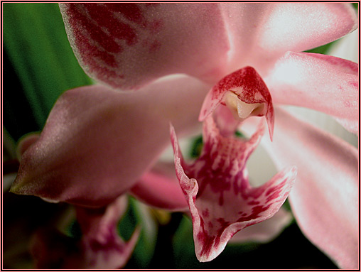 Foto/Photo: Sergio Araujo