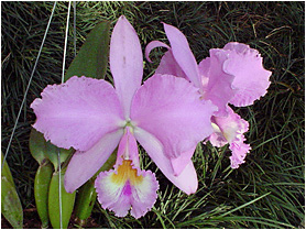Cattleya warneri mosca - Foto / Photo: Sidnei P. Resende.