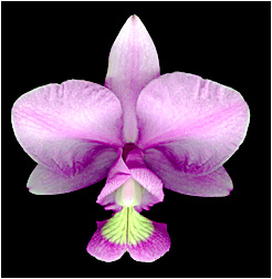 Cattleya nobilior 'King of Kings'. Foto / Photo:  Sidnei  Pedro Resende