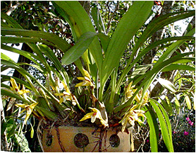 Maxilllaria picta. Foto / Photo: Sidnei P. Resende.