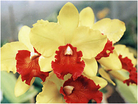 Blc. Julia Sachs Negreiros. Foto / Photo: