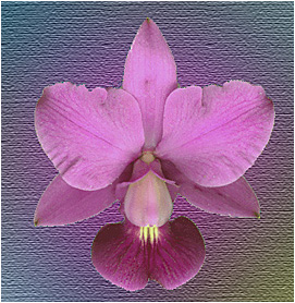 Cattleya walkeriana Daiane Wenzell. Foto / Photo: Sidnei P. Resende. Manipulação digital: Sergio Araujo