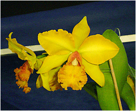 Blc. Brazilian Pride. Foto / Photo: Sidnei Pedro Resende