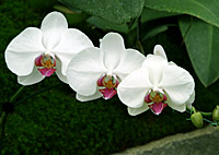 FOTO/PHOTO: SERGIO ARAUJO