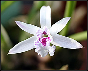 Foto/Photo:Sergio Araujo. Rights Reserved-Direitos Reservados