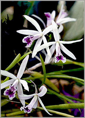 Foto/Photo:Sergio Araujo. Rights Reserved-Direitos Reservados