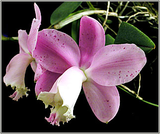 Foto/Photo:Sergio Araujo. Rights Reserved-Direitos Reservados