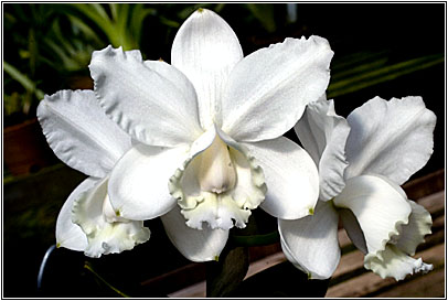 Foto/Photo:Sergio Araujo. Rights Reserved-Direitos Reservados