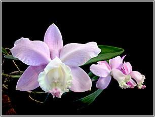 Foto/Photo:Sergio Araujo. Rights Reserved-Direitos Reservados