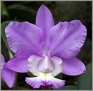 Foto/Photo: Sergio Araujo