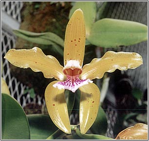 Fot/Photo: Sergio Araujo