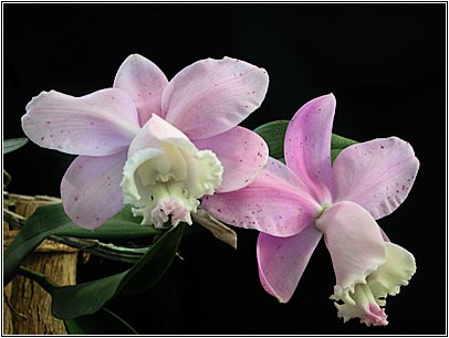 Foto/Photo: Sergio Araujo