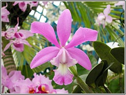 Foto/Photo: Sergio Araujo